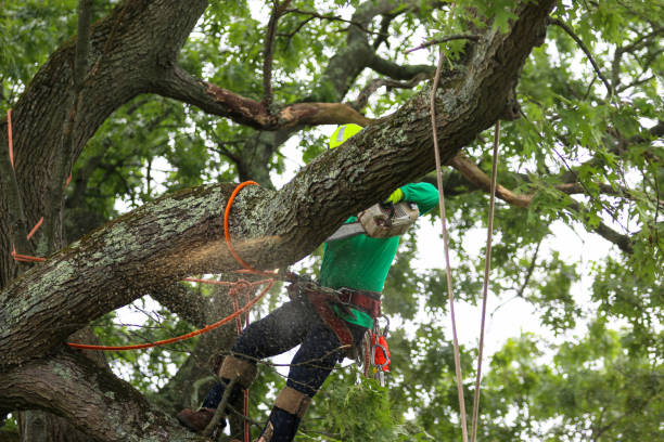 Reliable Seco Mines, TX Tree Care Solutions