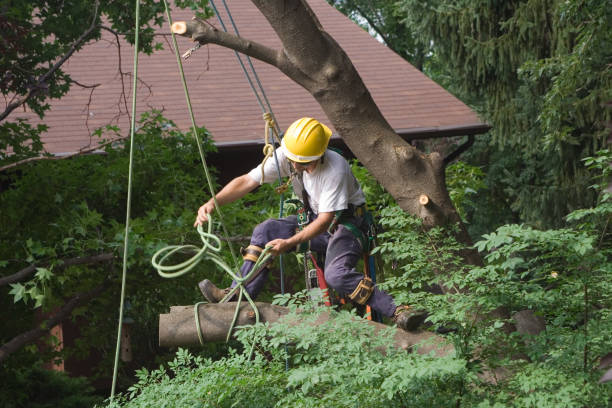 How Our Tree Care Process Works  in  Seco Mines, TX